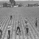 Evacuation of farmers of Japanese descent resulted in agricultural labor shortage on the West Coast, such as this garlic field in Santa Clara County. High School boys were recruited to offset the shortage.